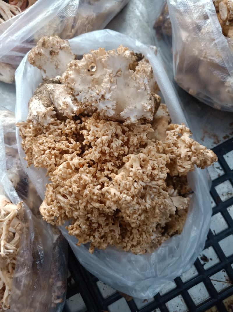 云南普洱扫把菌_鲜货