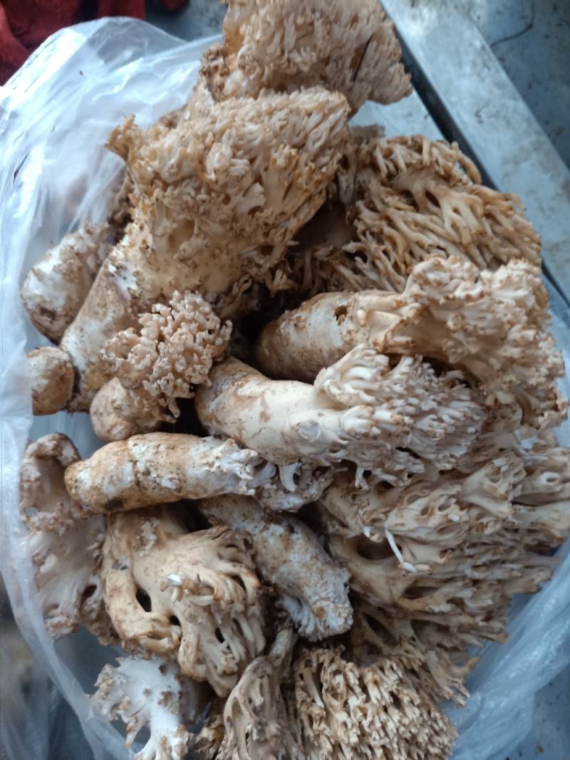 云南普洱扫把菌_鲜货