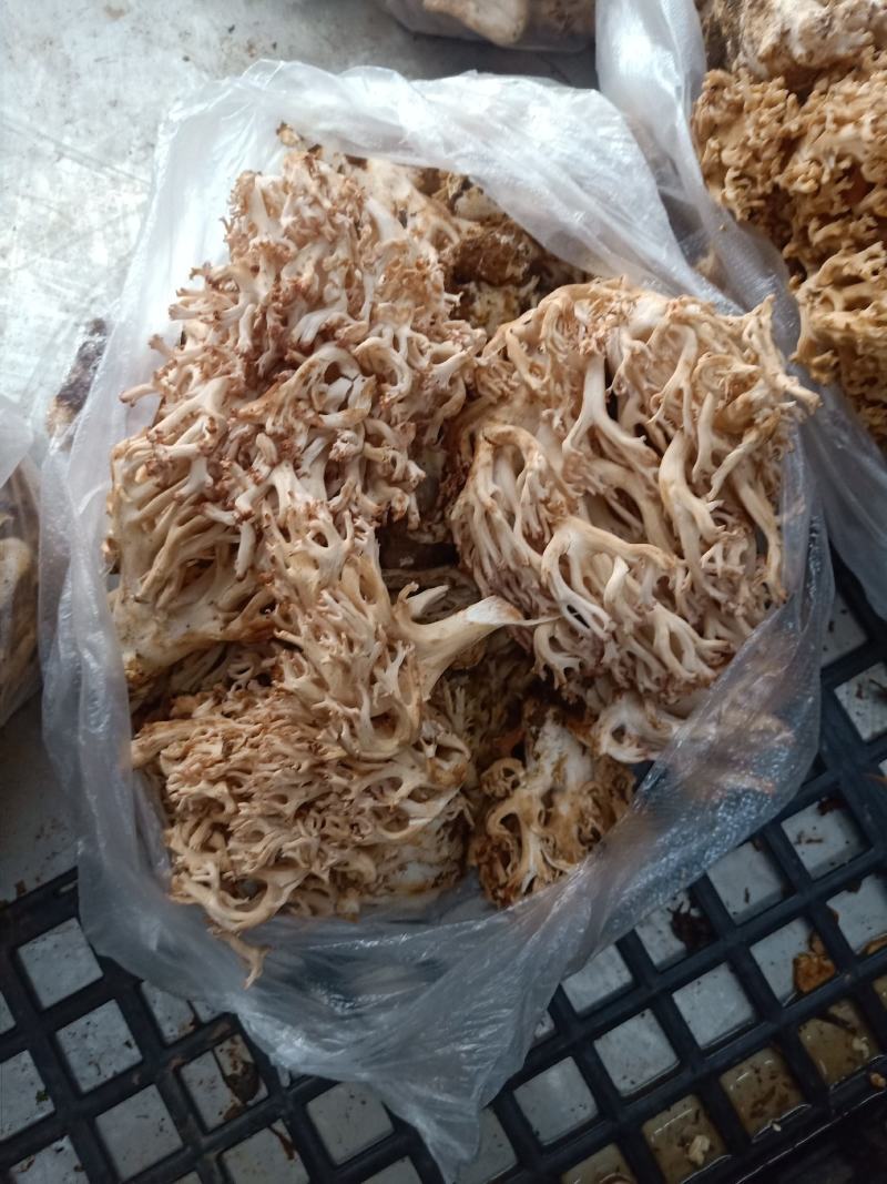 云南普洱扫把菌_鲜货