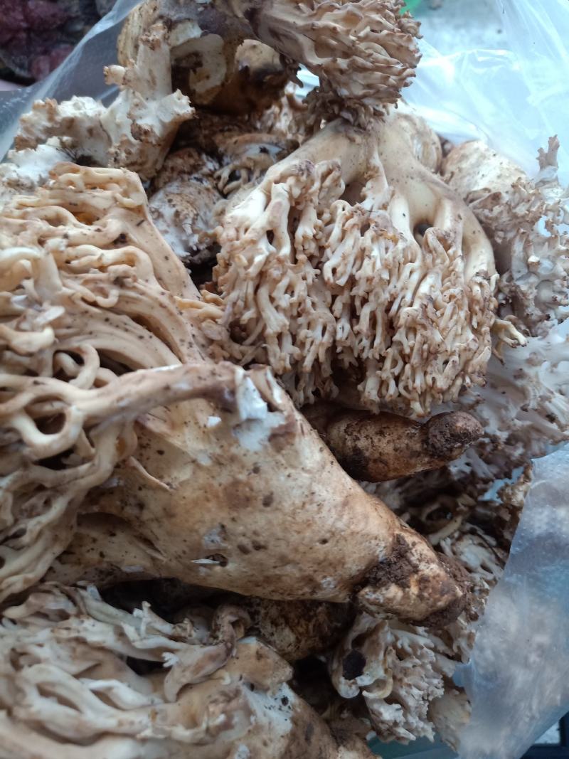 云南普洱扫把菌_鲜货