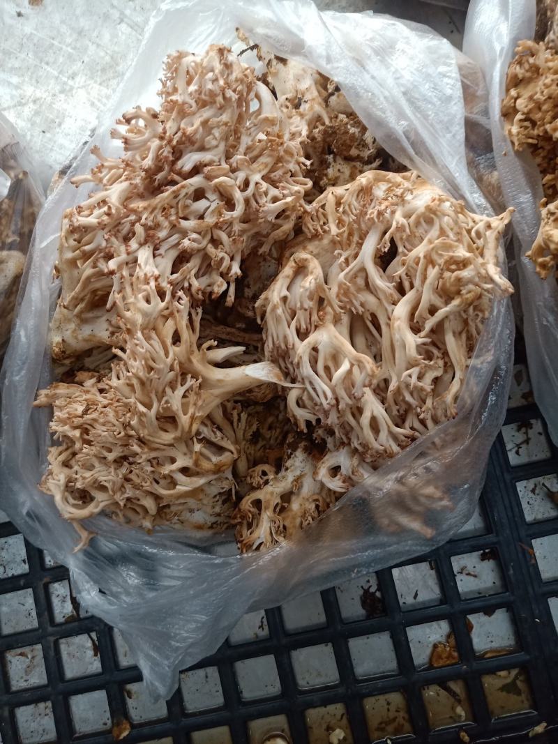 云南普洱扫把菌_鲜货