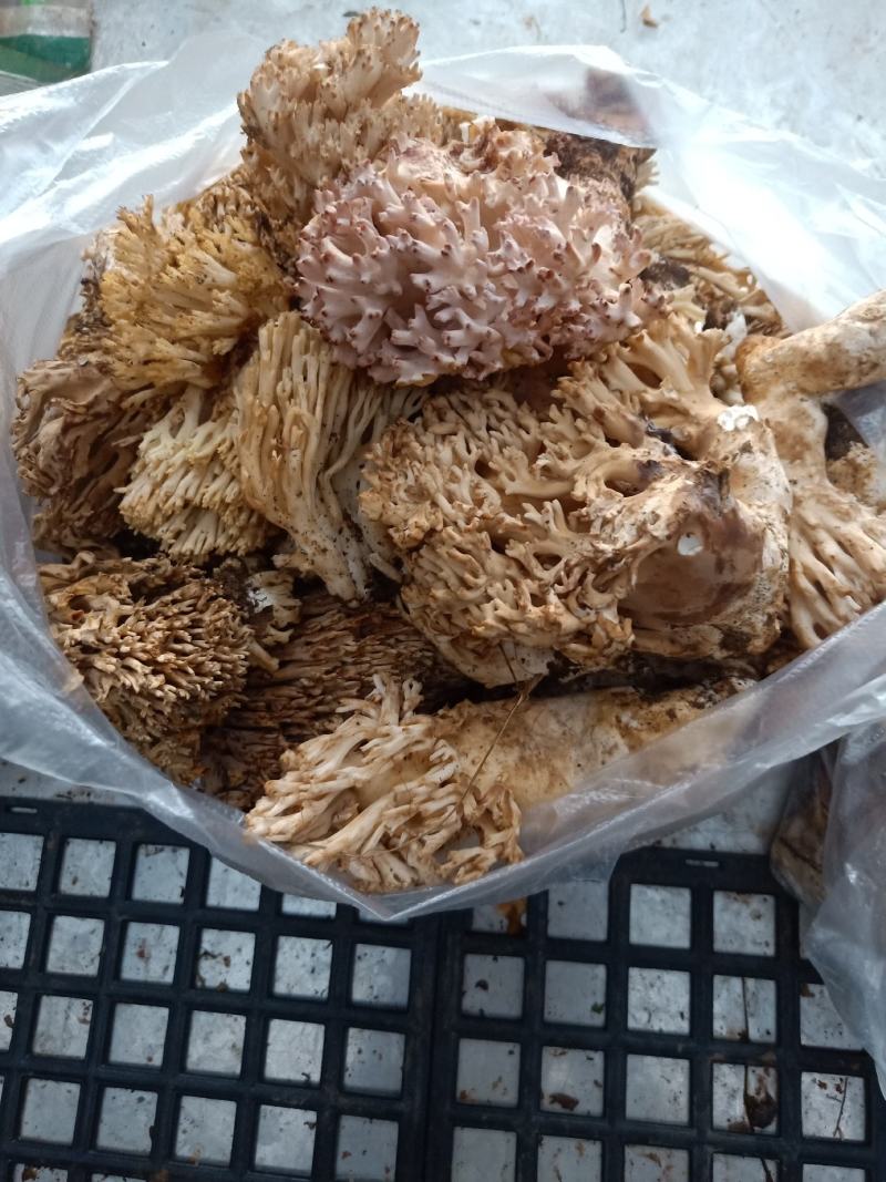 云南普洱扫把菌_鲜货