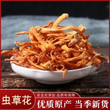 虫草花孢子头虫草花正品中药材北虫草金虫草蛹虫草