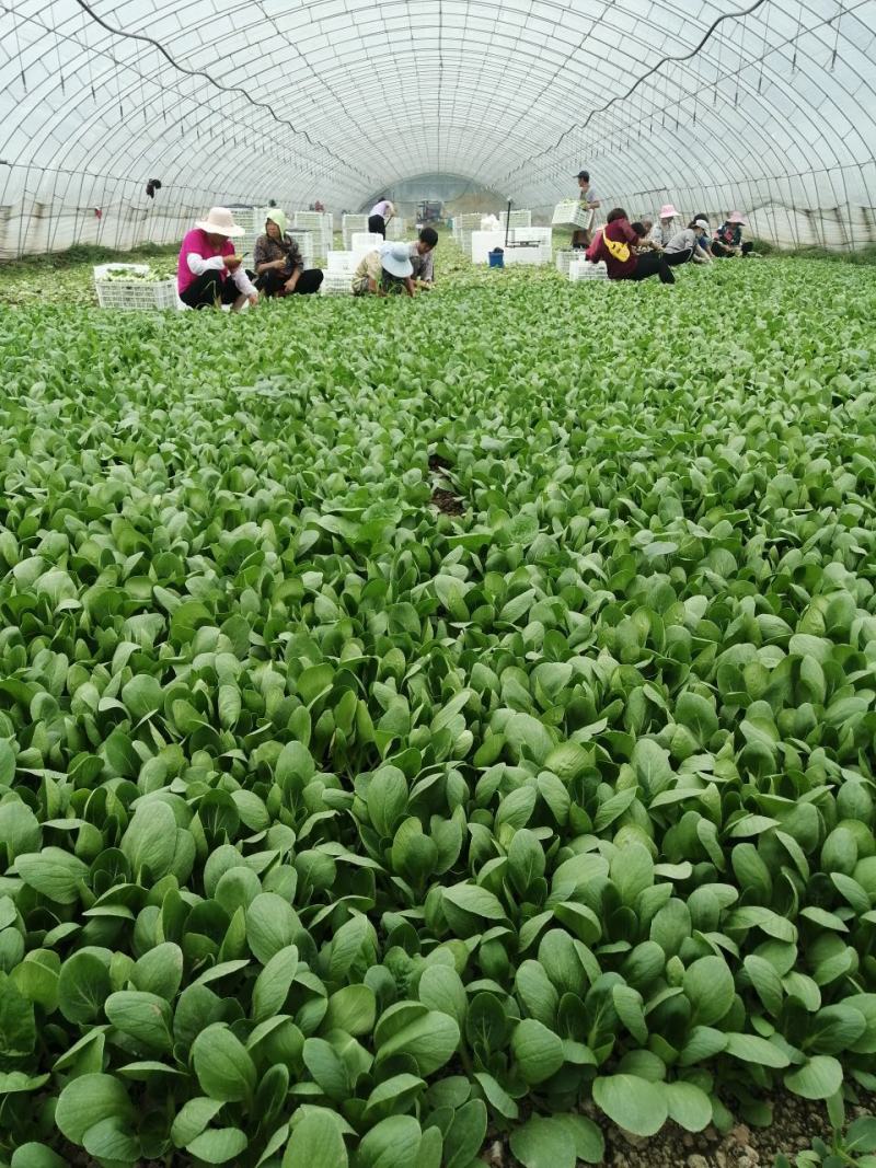 精品油菜，上海青，大量供应，长年专业代收代办，专业团队