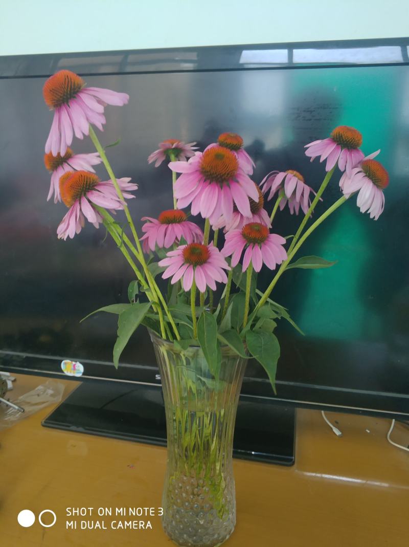 松果菊种子紫锥菊种子