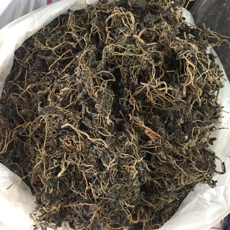 马齿苋一手货源产地直销