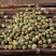 菊花胎菊花胎桐乡胎菊王杭白菊花草茶菊花