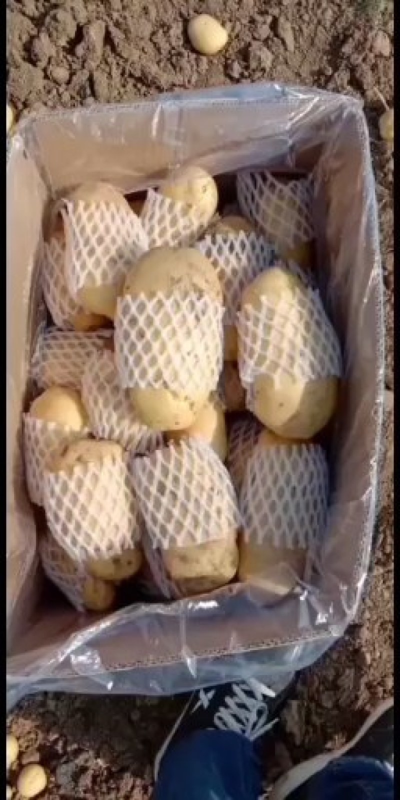 山东滕州荷兰十五黄皮黄心秋季二级脱毒土豆种