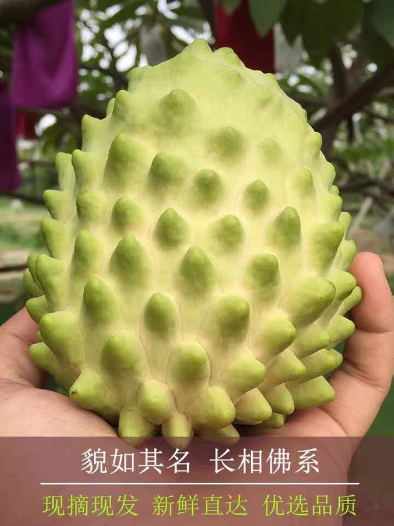 【顺丰】海南释迦果凤梨释迦大果3斤5斤一件代发批发
