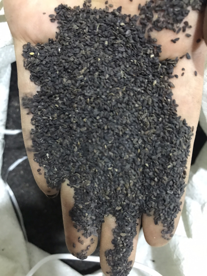 车前子正品无硫车钱子过风车货江西车前子实物拍摄