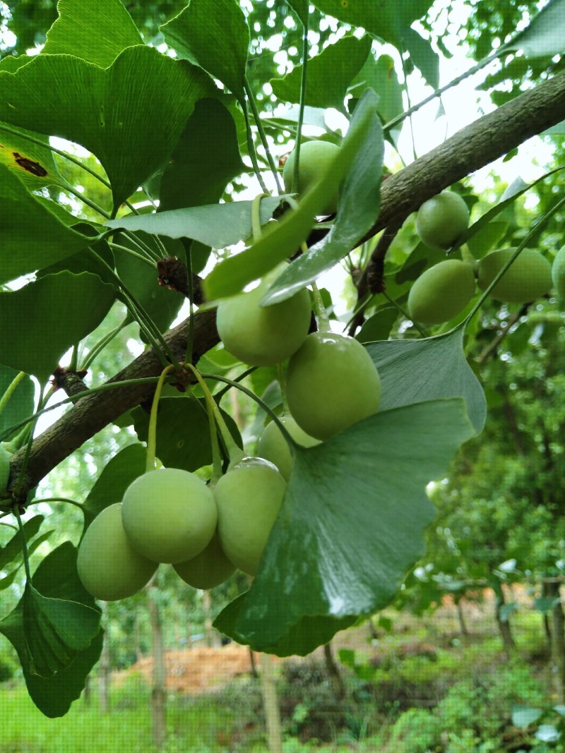 银杏树，杨梅树，桂花树，大小规格