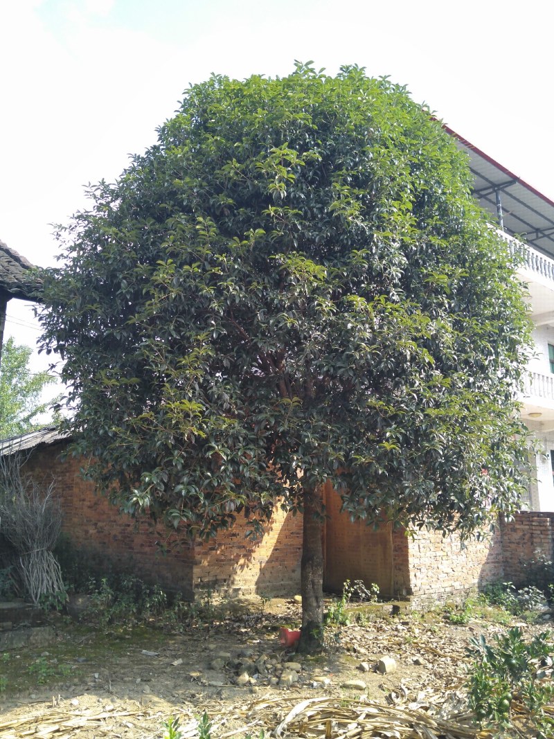 银杏树，杨梅树，桂花树，大小规格