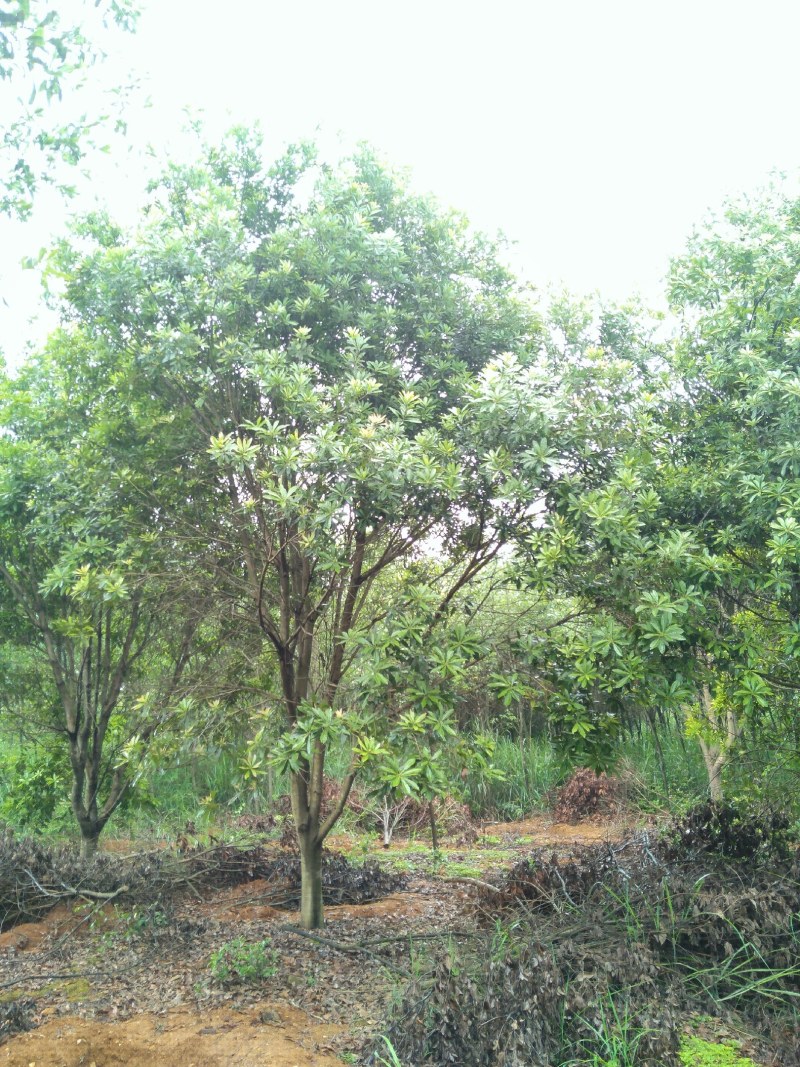 银杏树，杨梅树，桂花树，大小规格