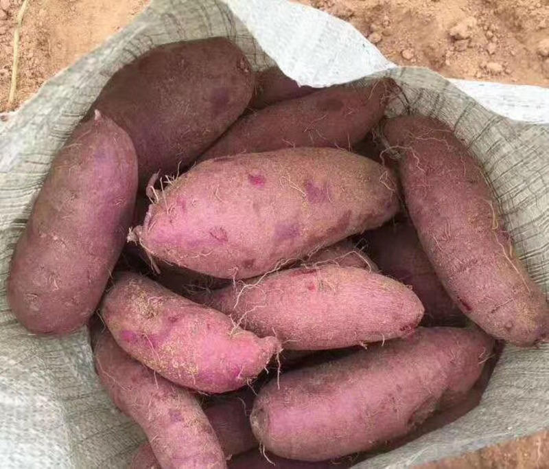 精品紫薯加工厂紫薯大量现货