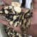 【货对版正品】猪苓猪屎苓猪苓片猪茯苓猪苓选装大片