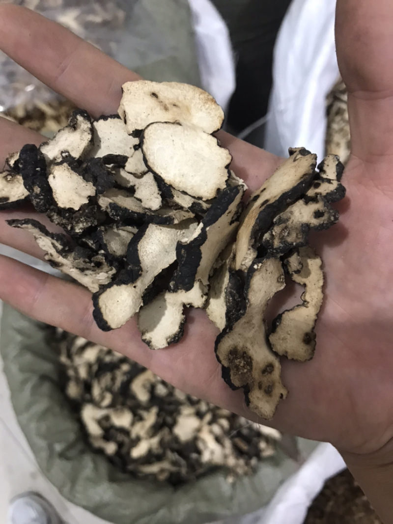【货对版正品】猪苓猪屎苓猪苓片猪茯苓猪苓选装大片