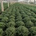 国庆菊!千头菊!租摆(国庆菊)专用花卉!种植基地