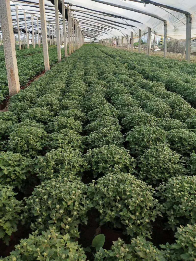 国庆菊！千头菊！租摆（国庆菊）专用花卉！种植基地