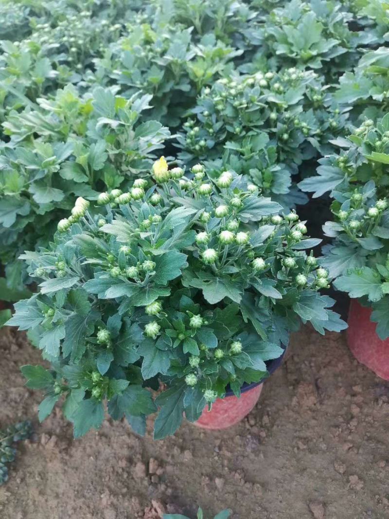 国庆菊！千头菊！租摆（国庆菊）专用花卉！种植基地