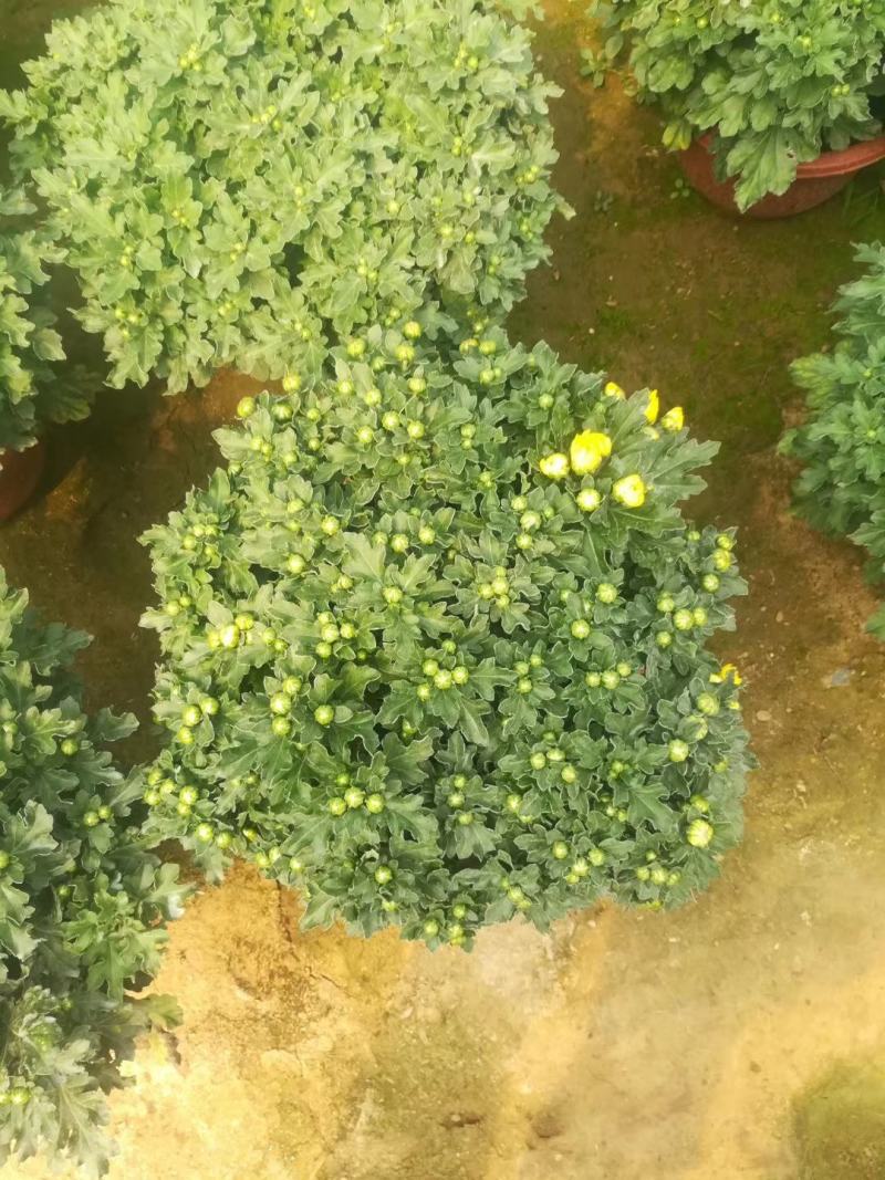 千头菊国庆菊大量现货，大花菊花多品种，量大优惠