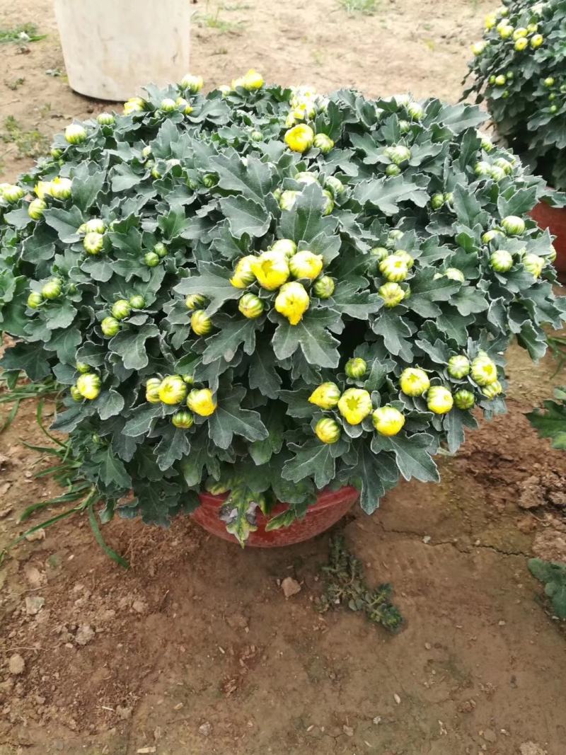 千头菊国庆菊大量现货，大花菊花多品种，量大优惠