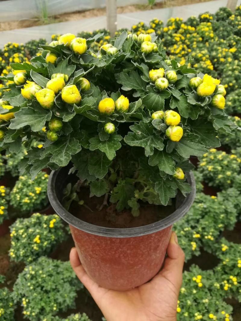 千头菊国庆菊大量现货，大花菊花多品种，量大优惠