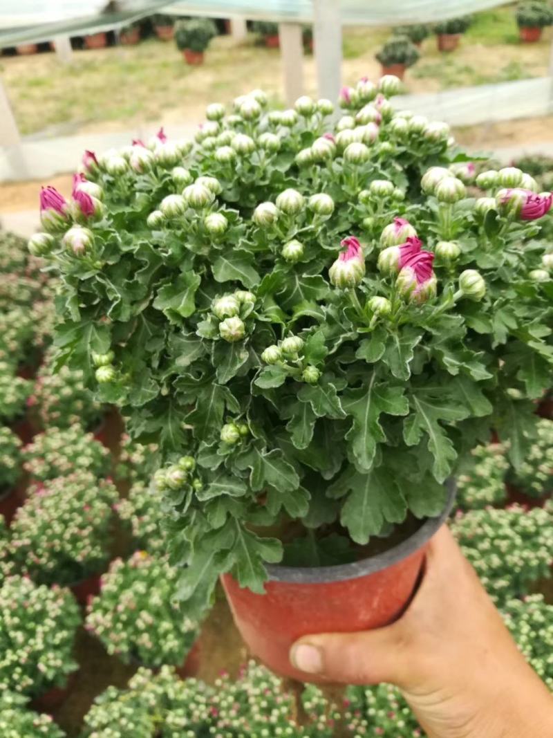 千头菊大量现货红色黄色两种颜色