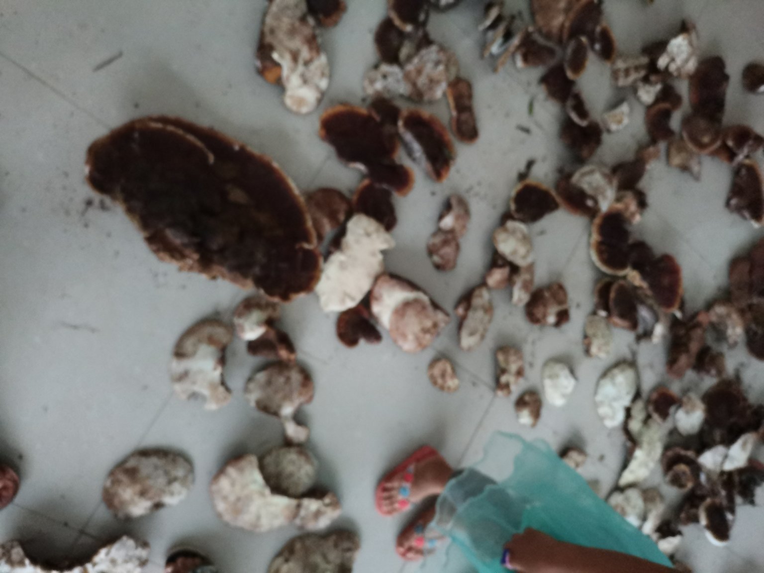 赤灵芝外观特征