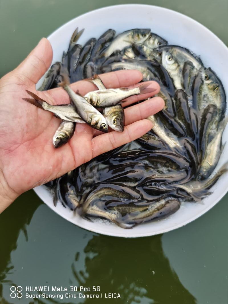 花鲢（大头苗包质、包量、包安全送达