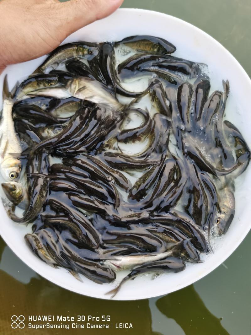 花鲢（大头苗包质、包量、包安全送达
