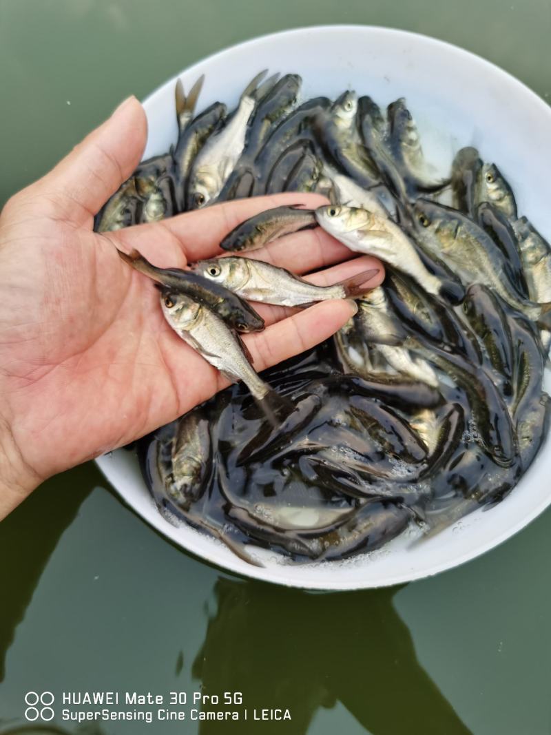 花鲢（大头苗包质、包量、包安全送达