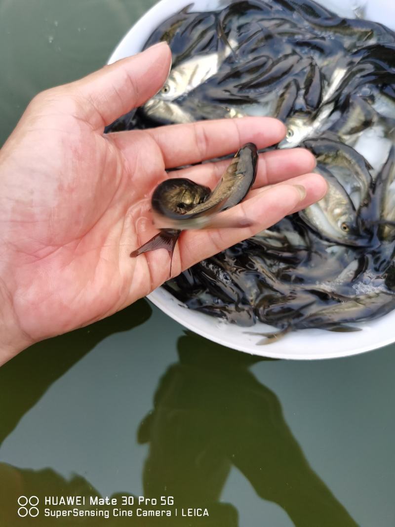 花鲢（大头苗包质、包量、包安全送达