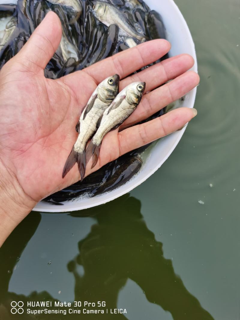花鲢（大头苗包质、包量、包安全送达
