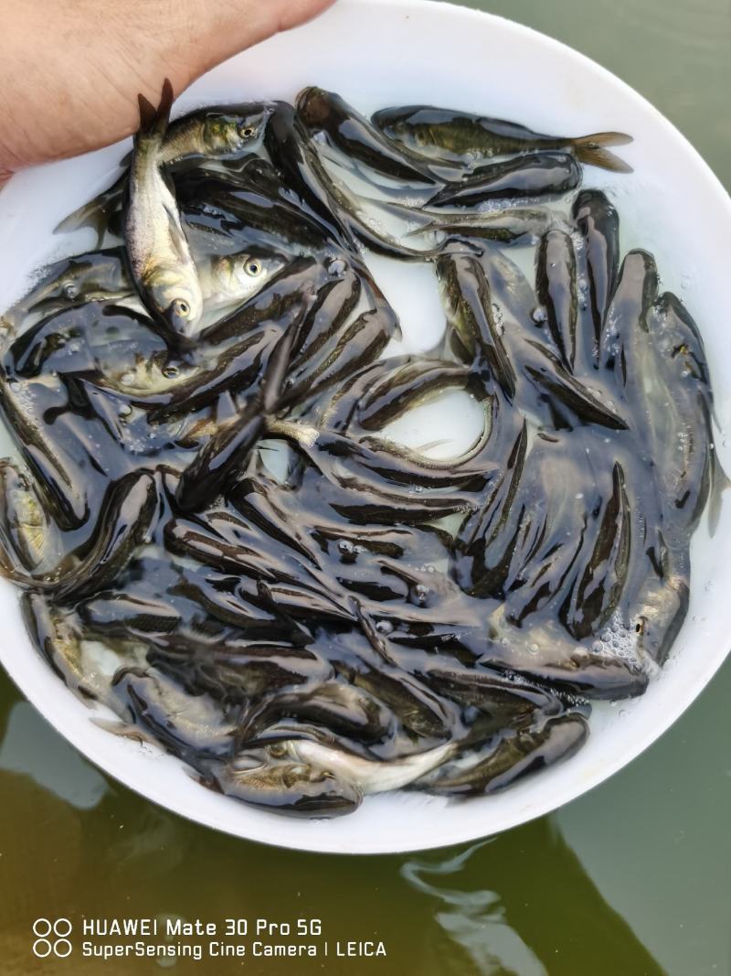 花鲢（大头苗包质、包量、包安全送达