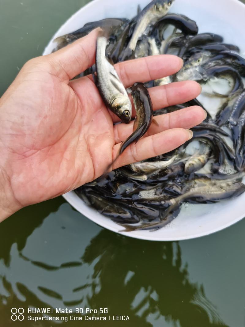 花鲢（大头苗包质、包量、包安全送达