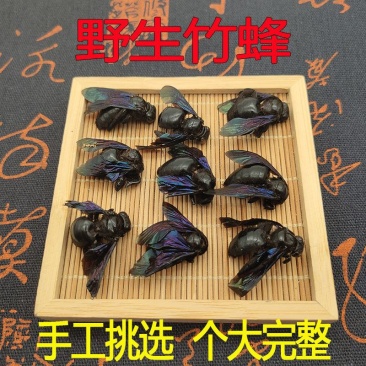 竹蜂只野生大竹蜂竹筒蜂广东广西咸竹蜂乌蜂象蜂乌蜜蜂
