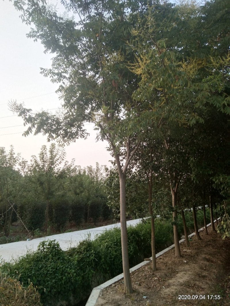 黄山栾树是当今绿化，生态行道为一体精品，南北均可。