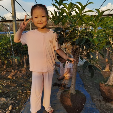 山东省临沂市桂花批发