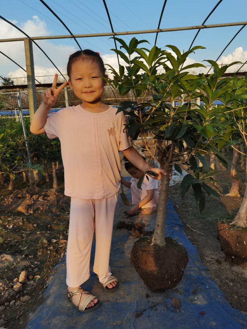 山东省临沂市桂花批发