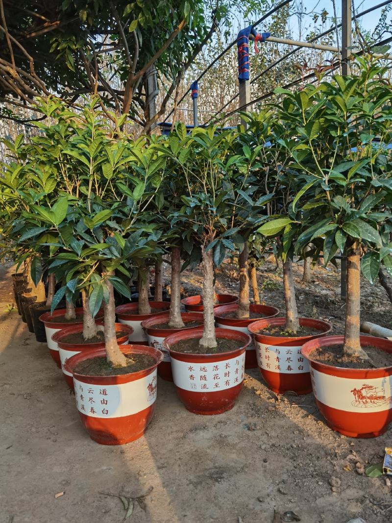 山东省临沂市桂花批发