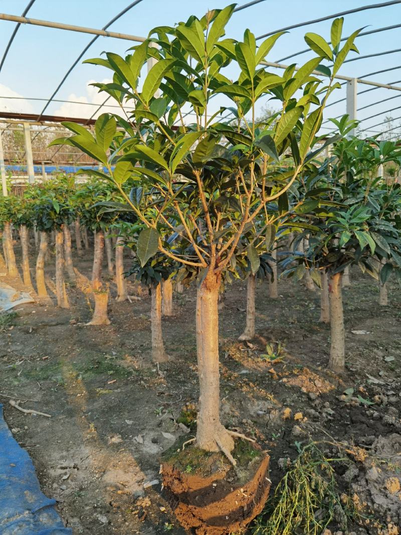 山东省临沂市桂花批发