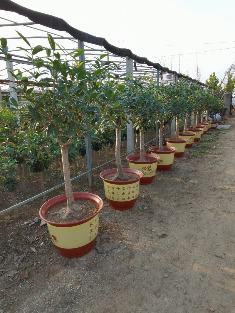 山东省临沂市桂花批发