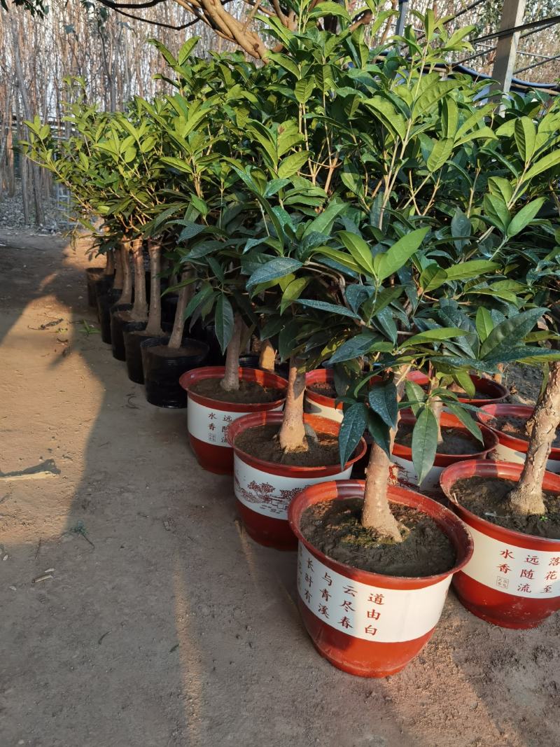 山东省临沂市桂花批发