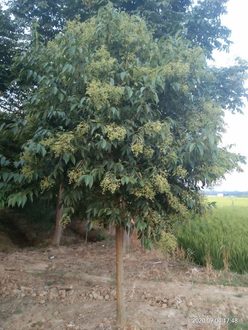 大叶女贞，四季长青可为是绿化，行道精品，南北方均可。
