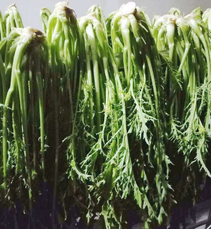 特级梅干菜正宗农家土法腌制雪里红九头芥东阳博士菜
