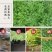 特级梅干菜正宗农家土法腌制雪里红九头芥东阳博士菜