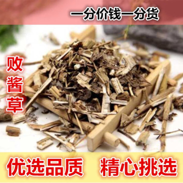 败酱草一手货源产地直销