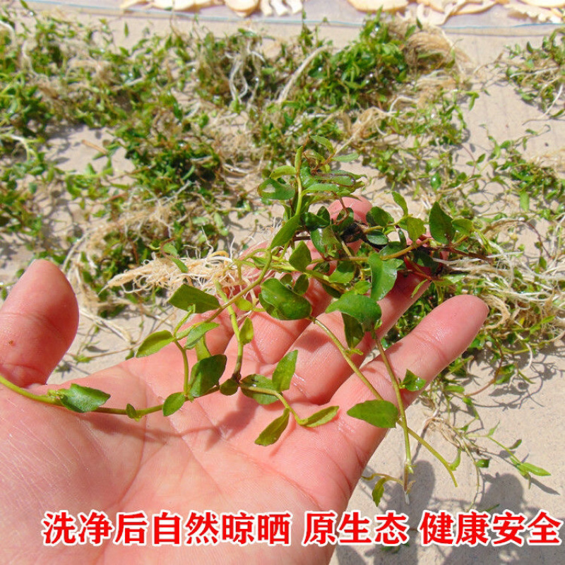 半边莲一手货源产地直销