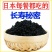裙带菜叶颗粒做汤爽脆。海洋馈赠美食一斤泡7斤一斤装包邮