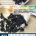 裙带菜叶颗粒做汤爽脆。海洋馈赠美食一斤泡7斤一斤装包邮